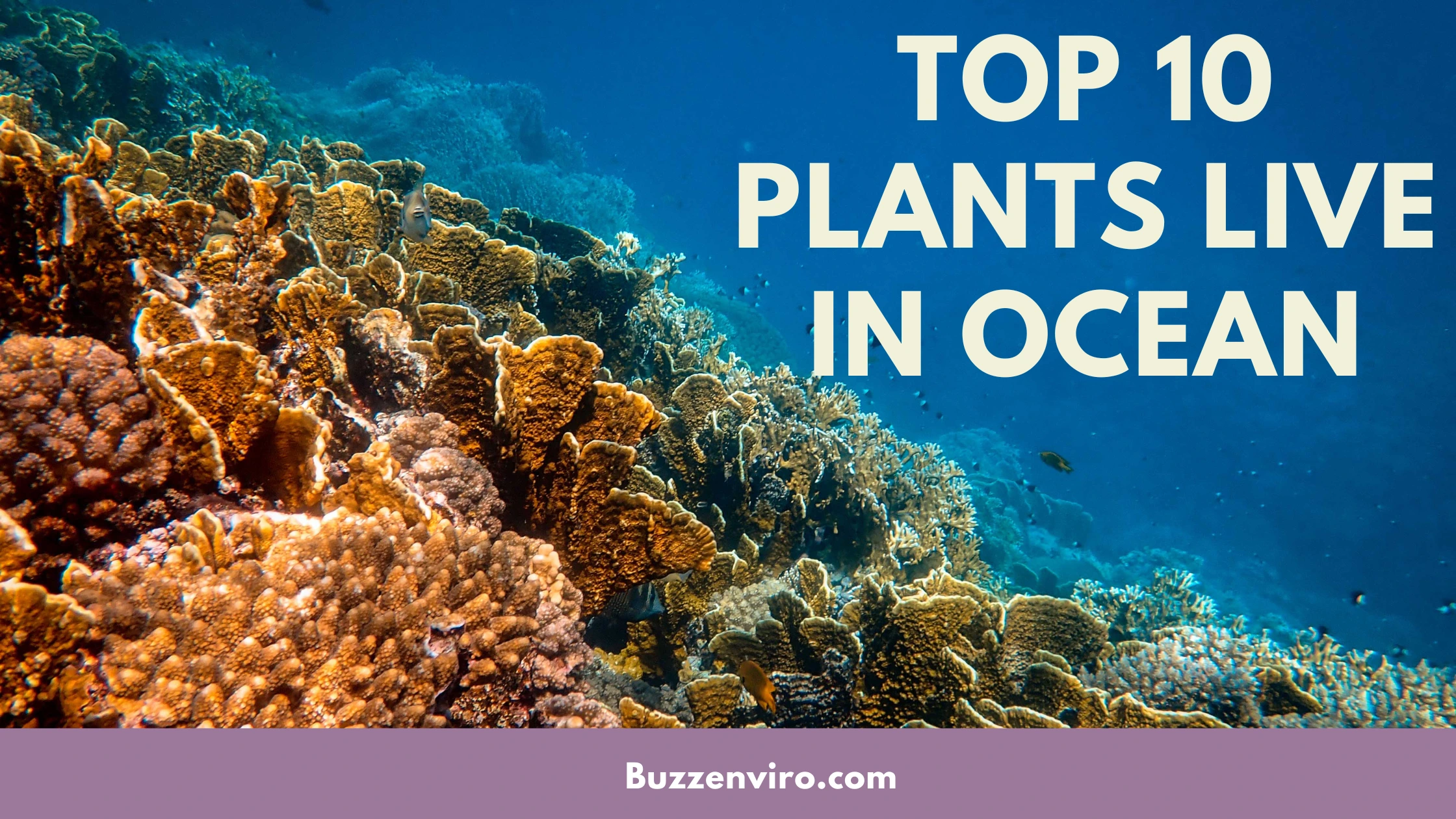 10 Fascinating Ocean Plants and Unique Species That Thrive Underwater