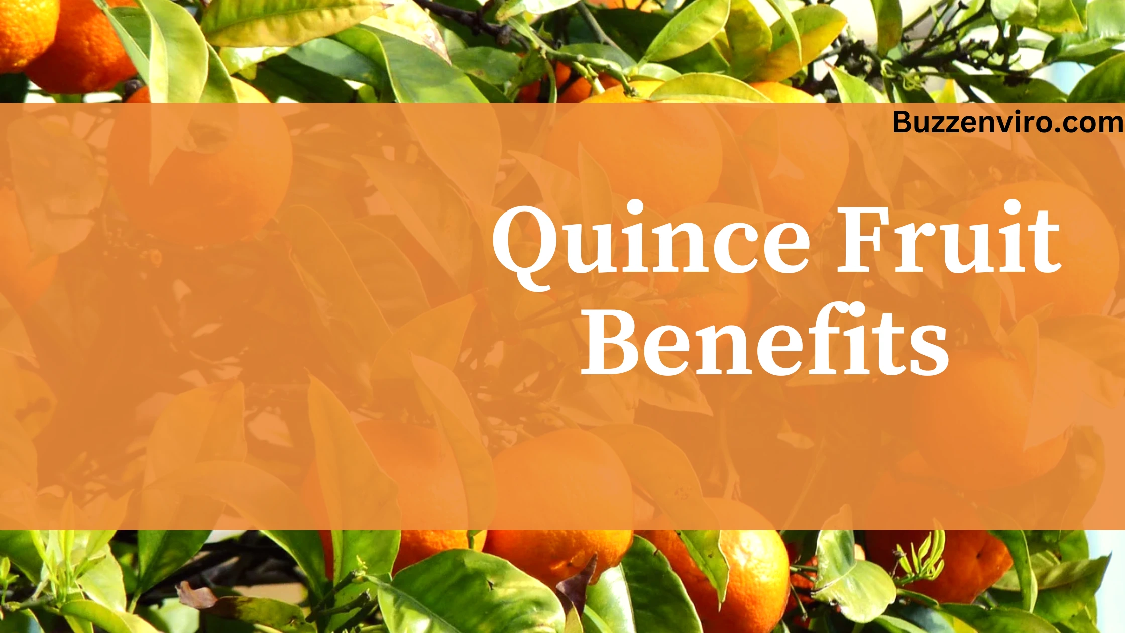 The Amazing Nutritional Benefits of Quince Fruit