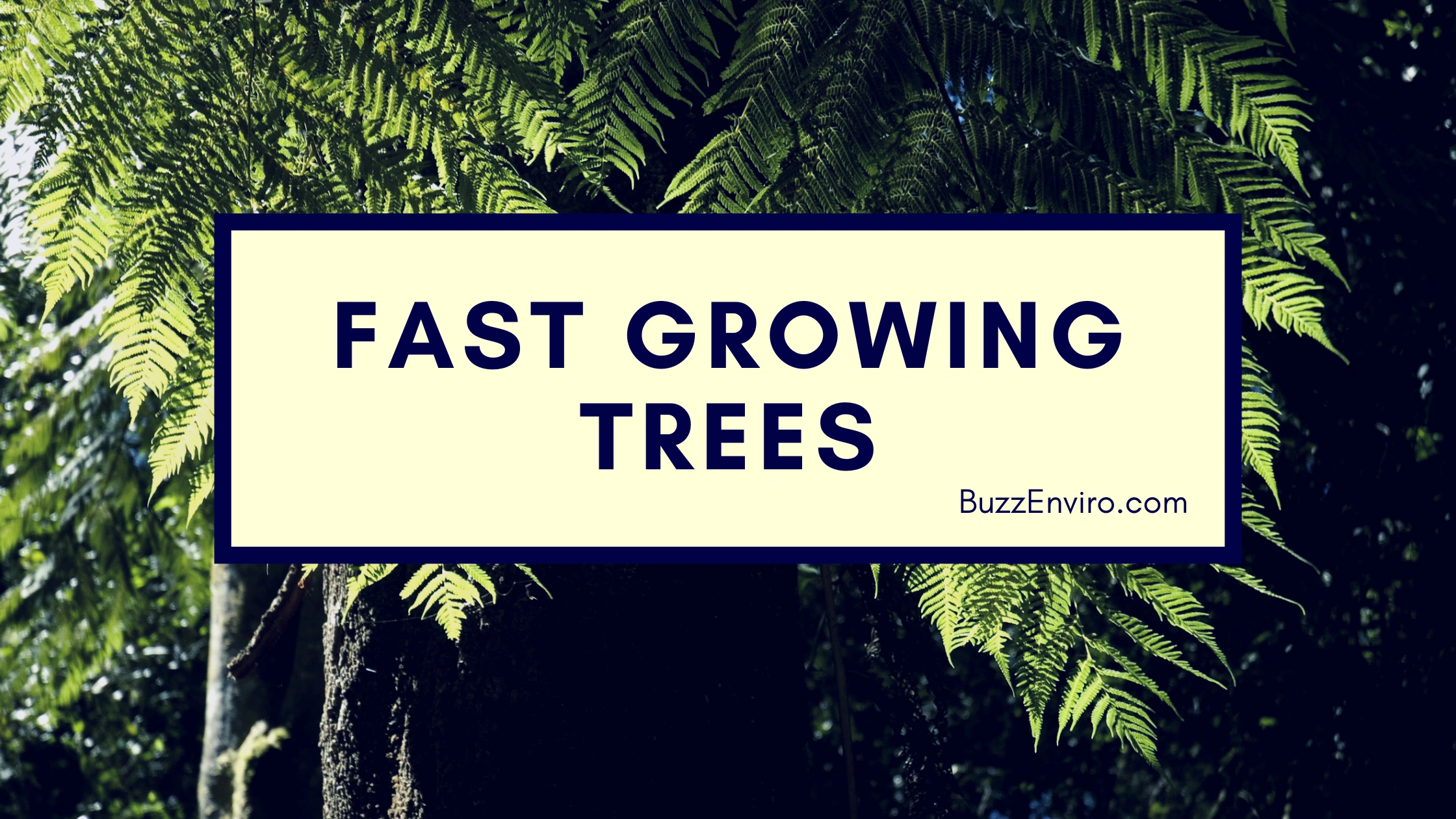 Top 20 Fast Growing Trees