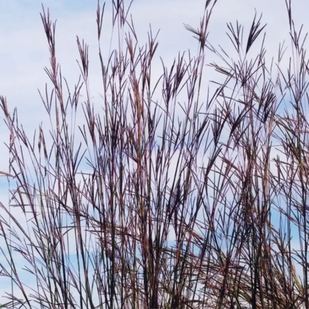 Big Bluestem is a temperate grasslands