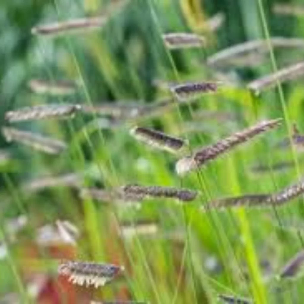 Blue Grama is one the temperate grasslands 