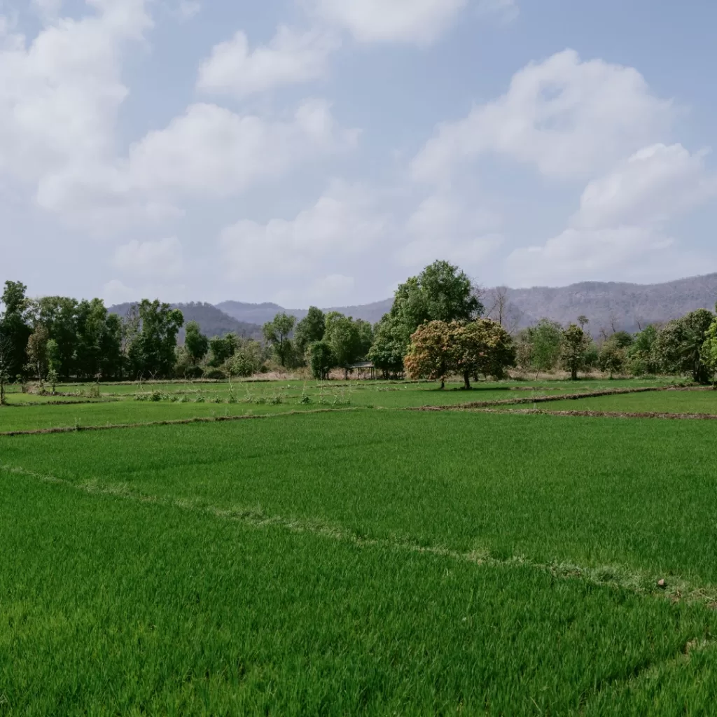  Indian Grass is one of the Temperate Grasslands