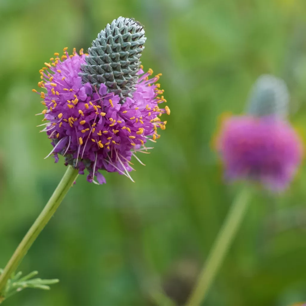 Prairie Clover is one of the Temperate Grasslands