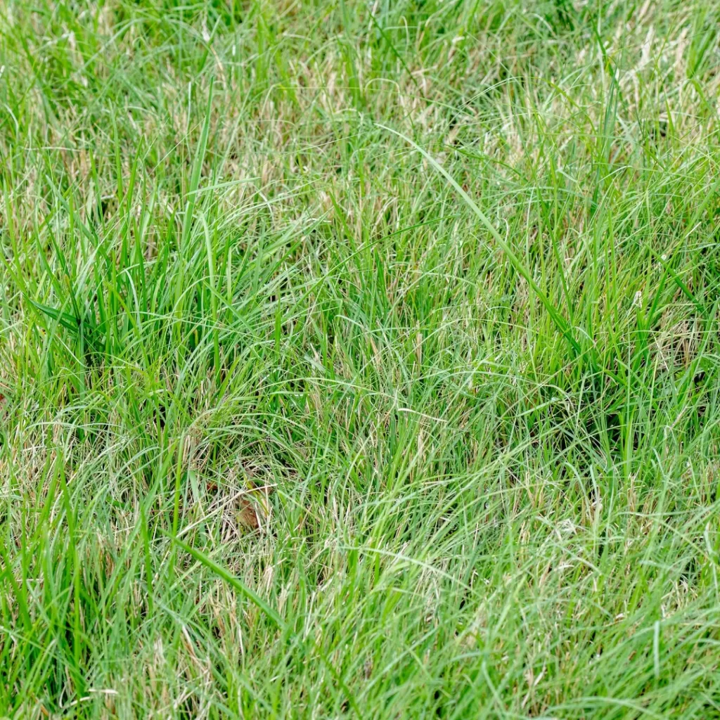 Buffalo grass is one of the Temperate Grasslands