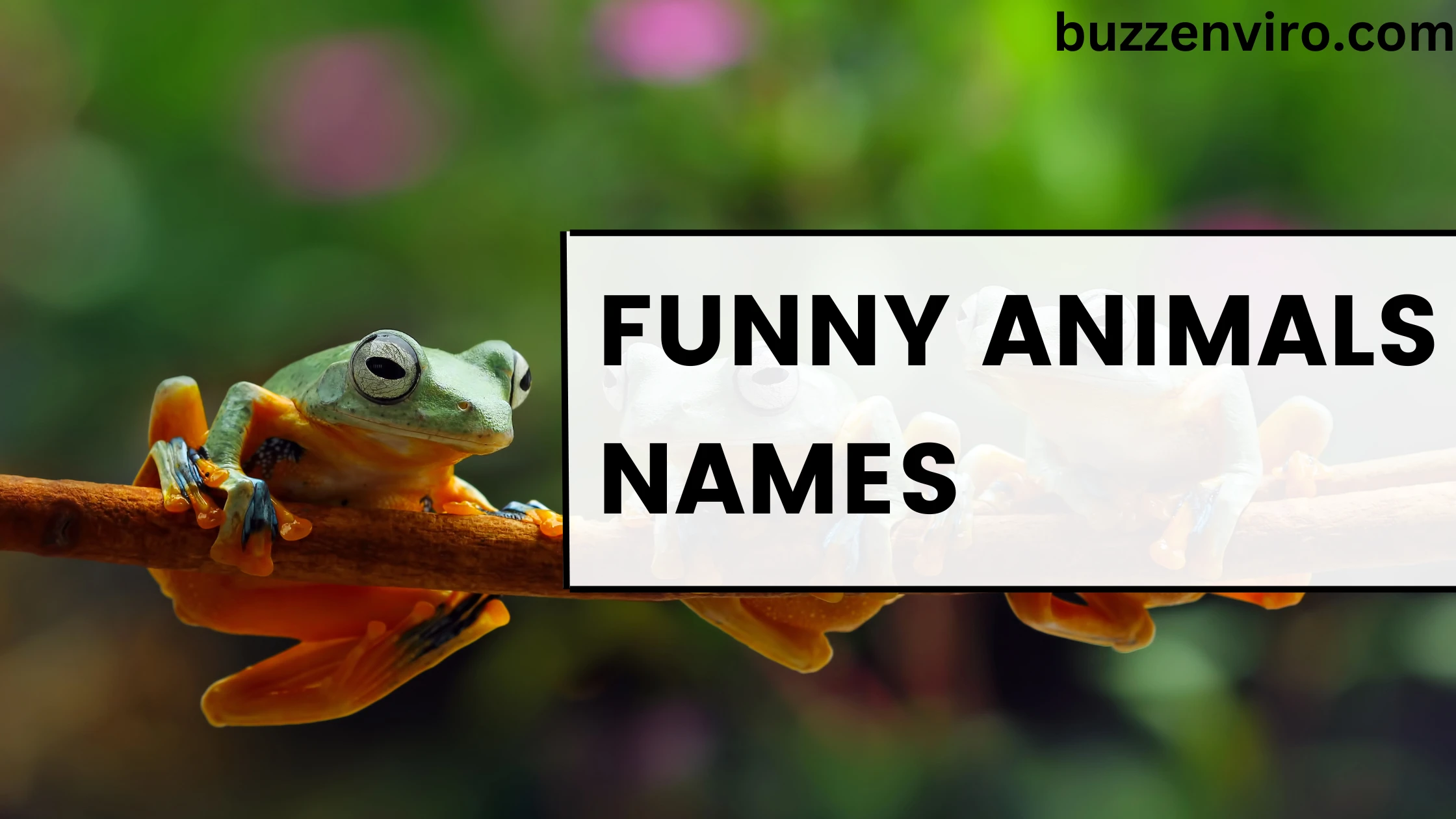 Funny Animal Names