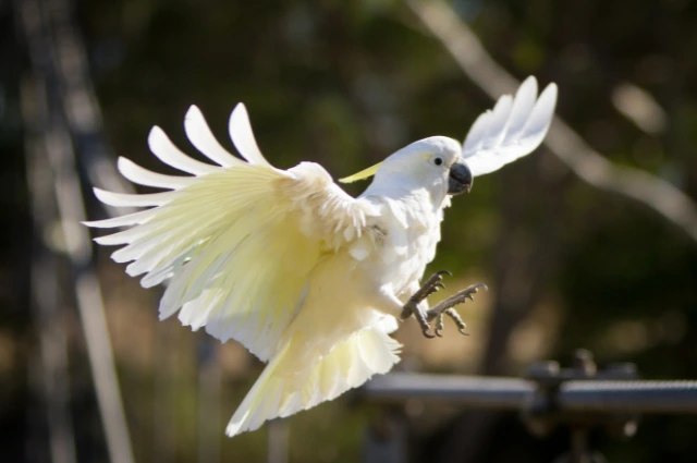 Cockatoos is one the Colorful Parrots species 