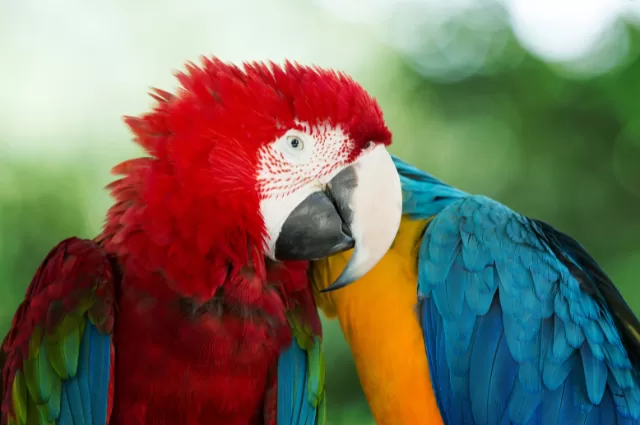 Macaw is one the Colorful Parrot species 