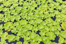 Water Lettuce 