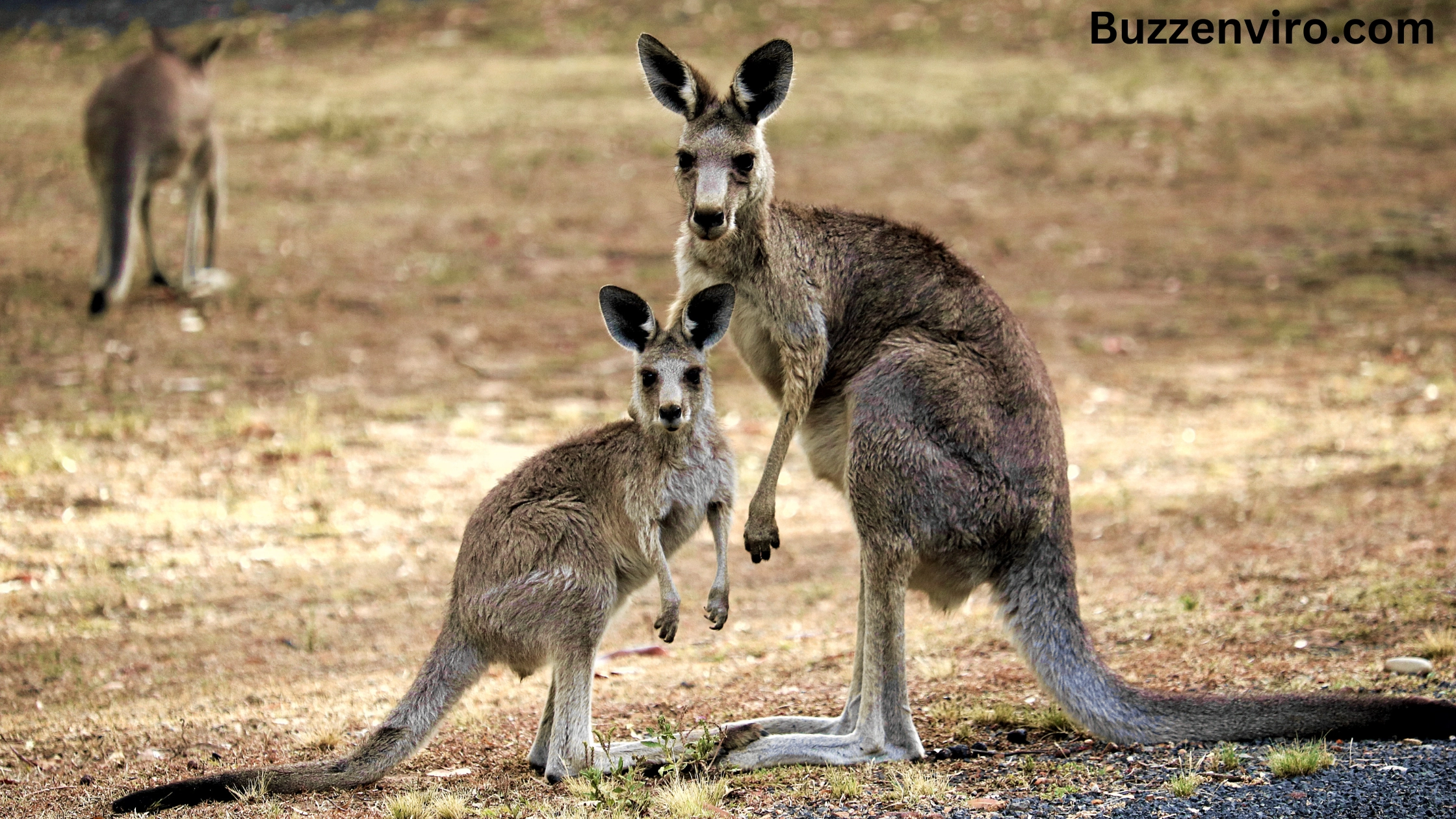 10 Fun Facts About Kangaroos