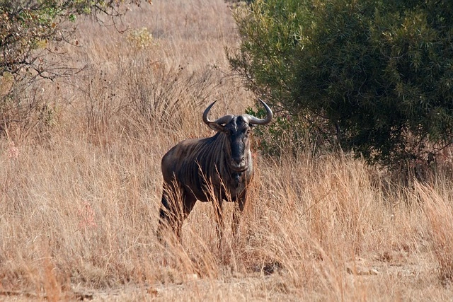  Blue Wildbeest is a savanna animals