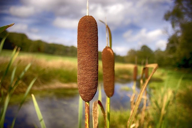 Cattail-Top 10 Aquatic Plants