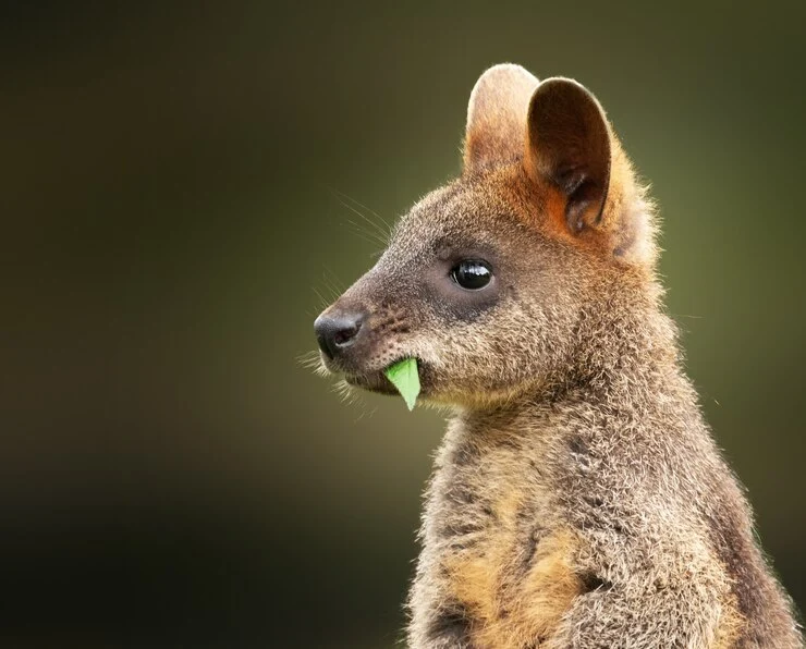 Kangaroo can eat Grass Like Cows but Burps Less Methane 