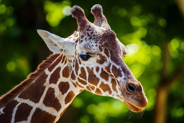 Giraffe is one of the Animals That Live in the Savanna