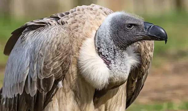 White-backed Vulture is a Savanna animals