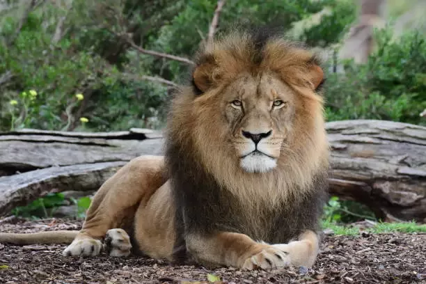 Lion is one of the Animals That Live in the Savanna