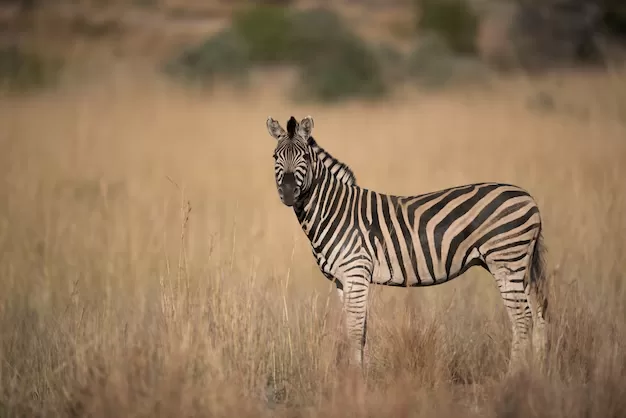 Zebra is one of the Animals That Live in the Savanna