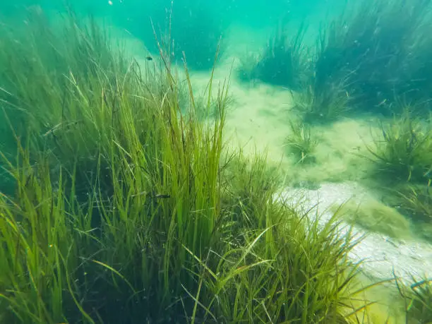 Eelgrass-Top 10 Aquatic Plants