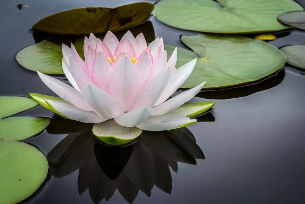 Water Lilly-Top 10 Aquatic Plants