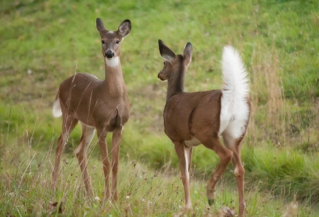 White-tailed Deer is a temperate forest animals 