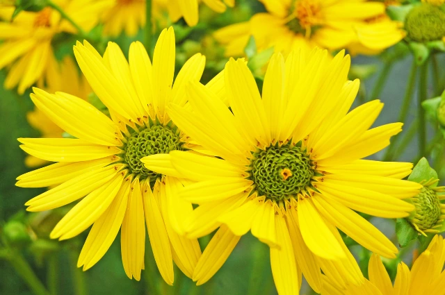 Silphium is one of the  Extinct Plants