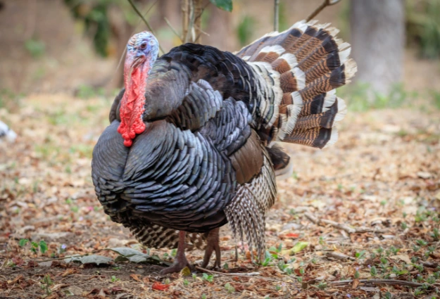  Wild Turkey is a Temperate forest animal 