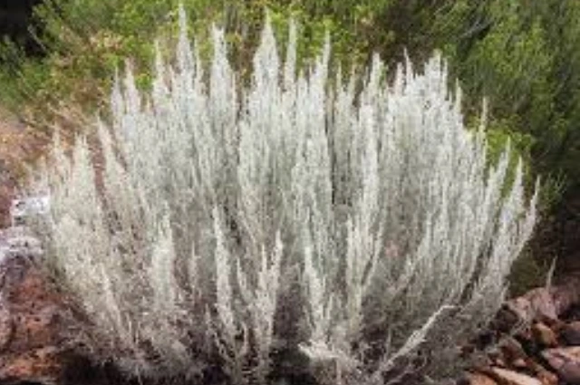 Great Basin Sagebrush is an Extinct Plant 