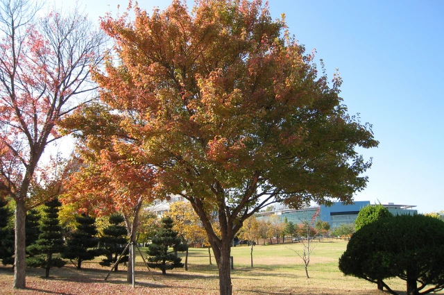 Maple Hardwood trees 