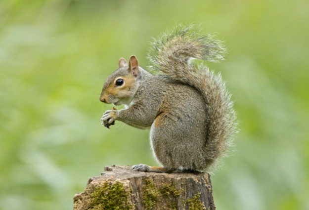 Eastern Gray Squirrel