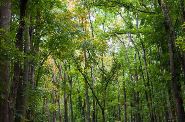 Mahogany Hardwood tree 