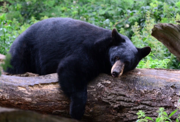 American Black Bear