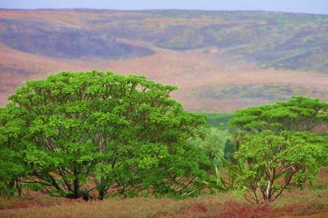 St. Helena Gumwood is a Extinct Trees