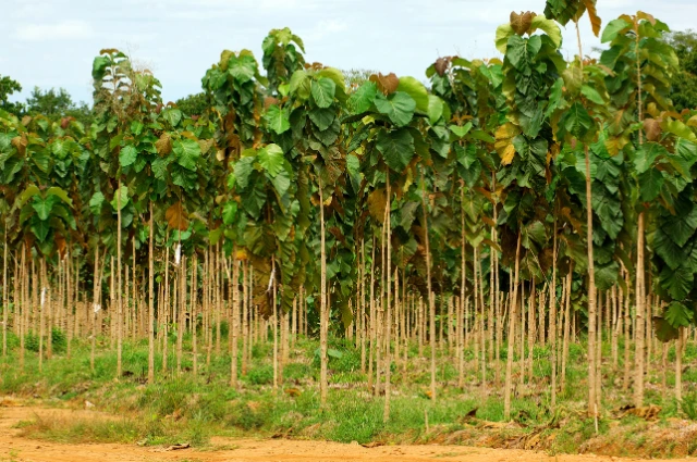 Teak Hardwood Trees 