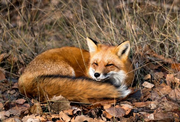 Red Fox