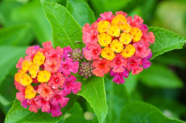  Lantana Camara is  an extinct plant 