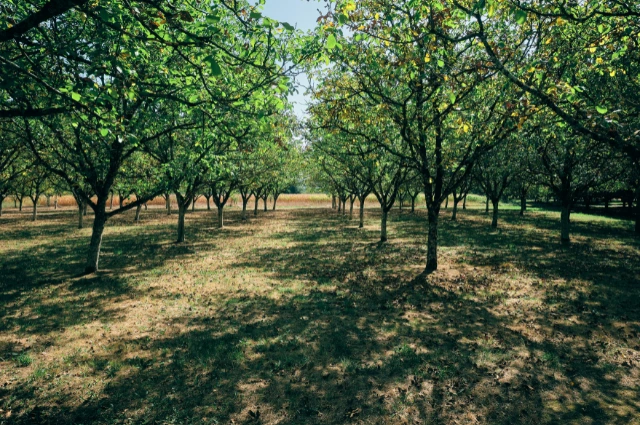 Walnut Hardwood Trees 