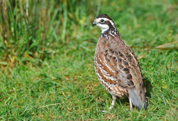  Northern Bobwhite Quail