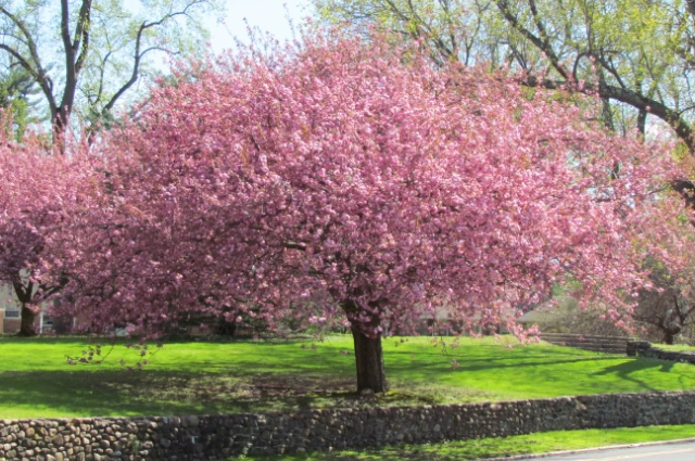 Cherry hardwood Trees 