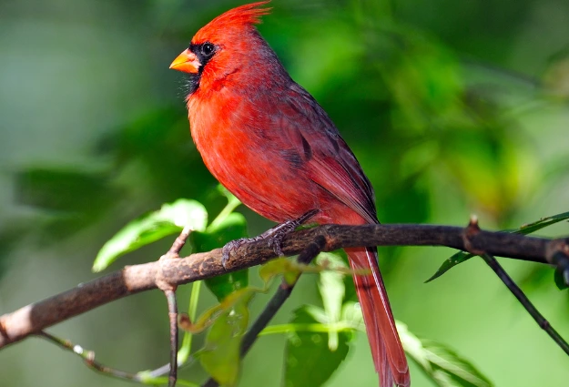 Northern Cardinal