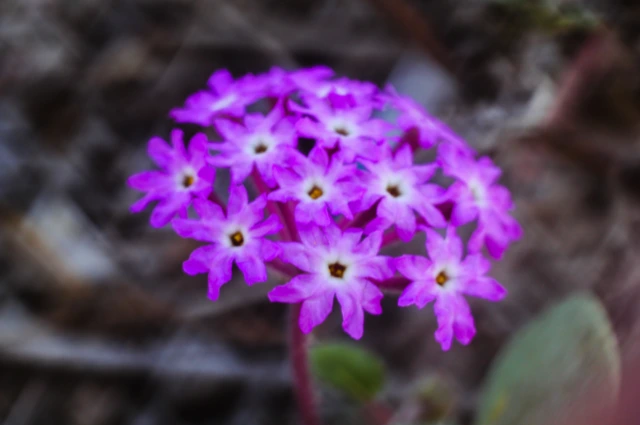  Hawaiian Sand Verbena 