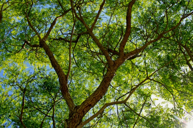 RoseWood Hardwood Tree 