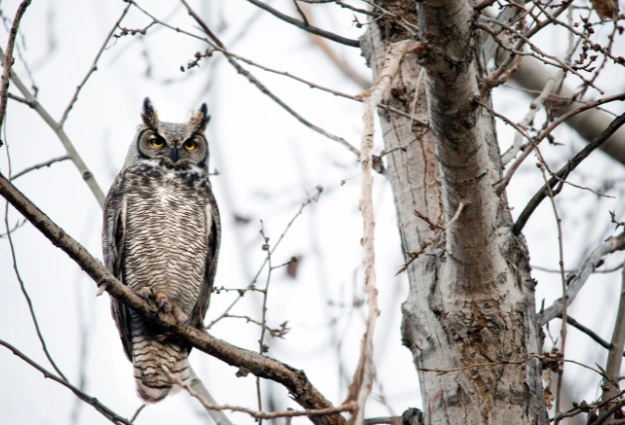 Great Horned Owl