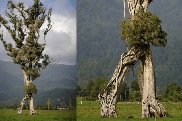 New Zealand Tree Daedalochila si an Extinct tree