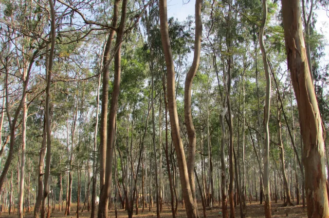 Eucalyptus Hardwood Tree 