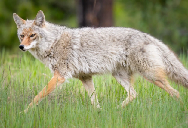 Eastern Coyote is a temperate forest animal 