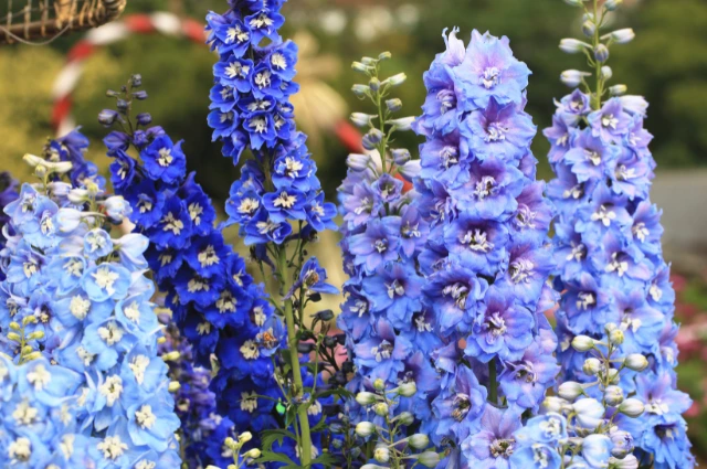 Desert Larkspur is an Extinct flower 