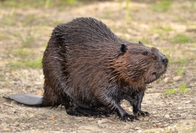  American Beaver is a Temperate Forest Animal 