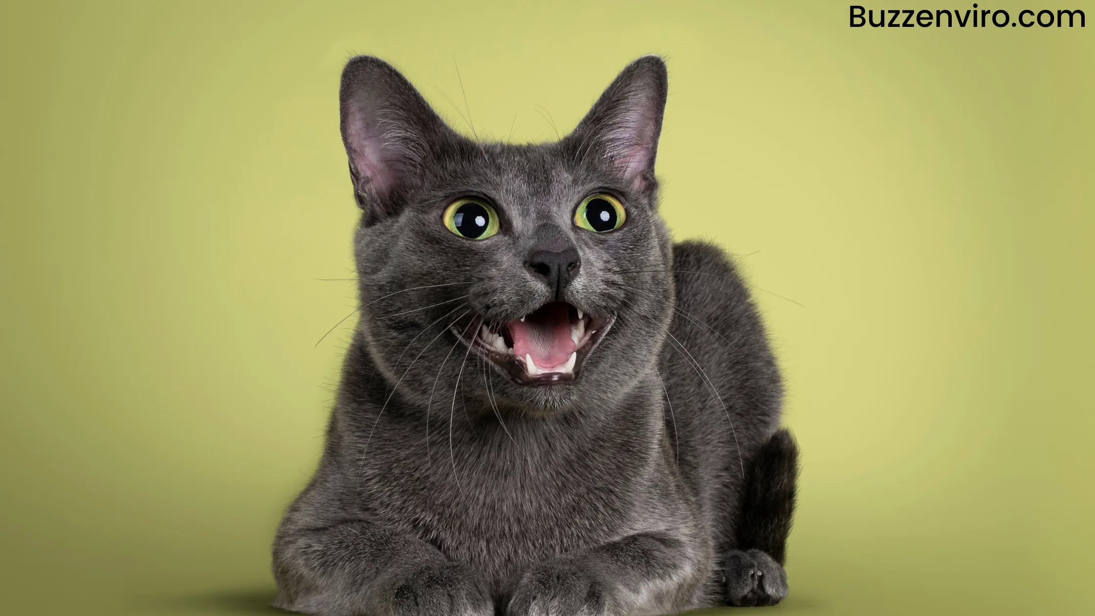 Learn the different Types of Cat Sounds