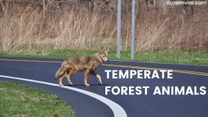 Temperate Forest Animals