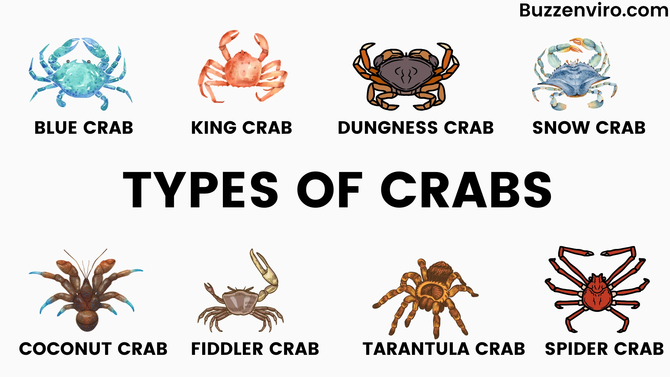 Learn the Different Types of Crabs