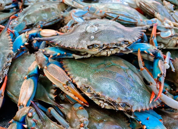 Blue Crab is one the Types of Crabs 